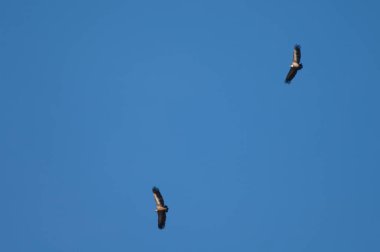 Bir çift Griffon akbabası Uçuşta Gyps Fulvus.