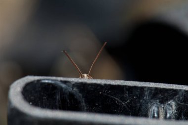 Antenler ve erkek çekirge Chorthippus sp 'nin başı.