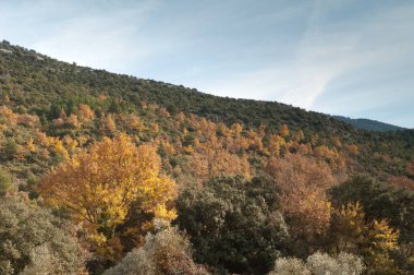 Guara Dağları ve Kanyonlarının Doğal Parkı 'ndaki Orman.