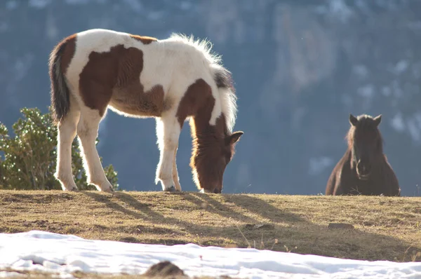 Kucyki Equus ferus caballus w Pirenejach. — Zdjęcie stockowe