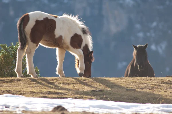 Pireneler 'de Equus ferus caballus midillisi.
