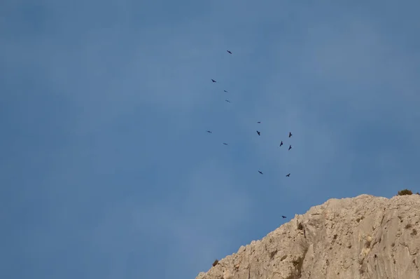 Stormo di muli alpini Pyrrrocorax graculus che volano su una scogliera. — Foto Stock