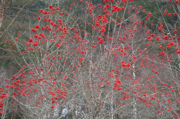 Rowan Sorbus aucoparia z owocami w Ordesa Green. — Zdjęcie stockowe