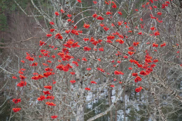 Rowan Sorbus aucoparia з фруктами в Ordesa Green.. — стокове фото