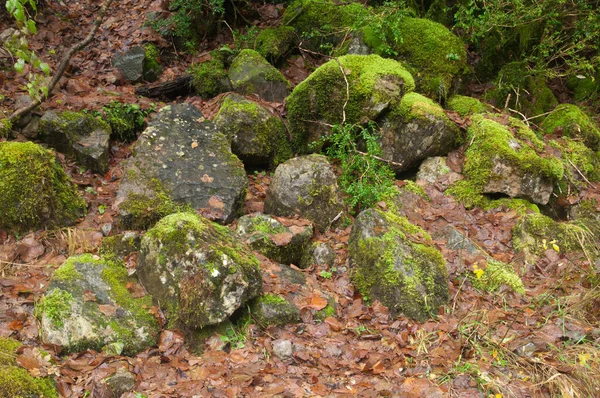 Rochas cobertas de musgo no Parque Nacional da Ordesa e Monte Perdido. — Fotografia de Stock