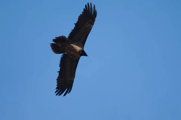 Γυπαετός Gypaetus barbatus εν πτήσει. — Φωτογραφία Αρχείου