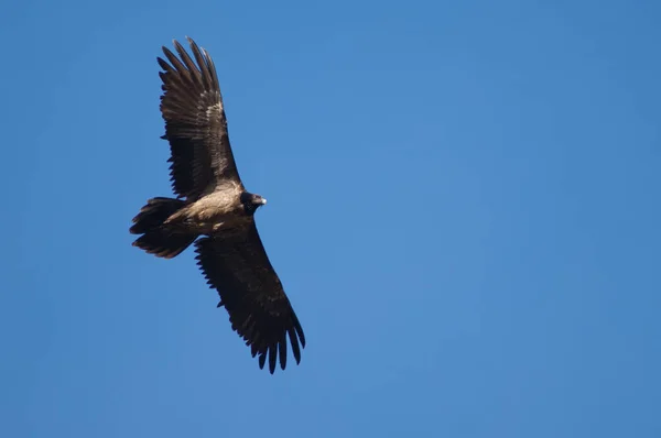 Juvenile bearded vulture Gypaetus barbatus in flight. — Stock Photo, Image