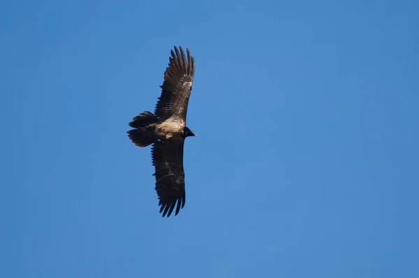 Buitre barbudo juvenil Gypaetus barbatus en vuelo. —  Fotos de Stock