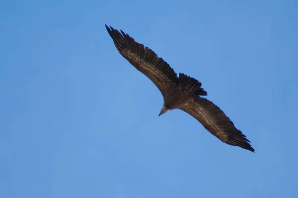 Griffon vulture Gyps fulvus flying in Revilla. — Stock Photo, Image