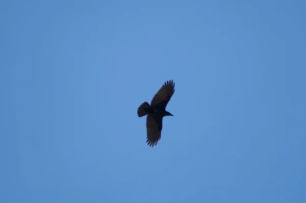 Corvo Corvus corone voando em Revilla. — Fotografia de Stock