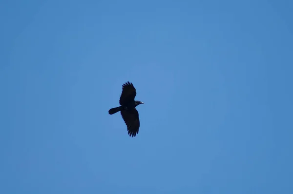 Cuervo de transporte Corvus corone volando en Revilla. — Foto de Stock