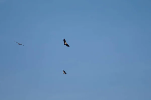 Griffon abutres Gyps fulvus voando sobre o vale de Escuain. — Fotografia de Stock