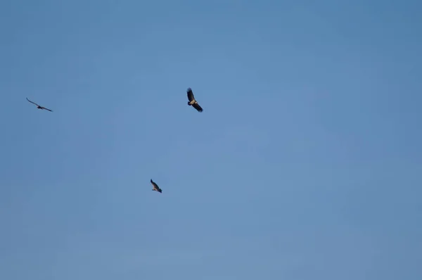 Griffon akbabaları Escuain Vadisi üzerinde uçan Gyps fulvus. — Stok fotoğraf