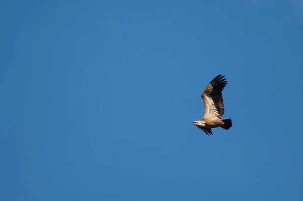 Griffon akbabası Gyps Fulvus Revilla 'da uçuyor. — Stok fotoğraf