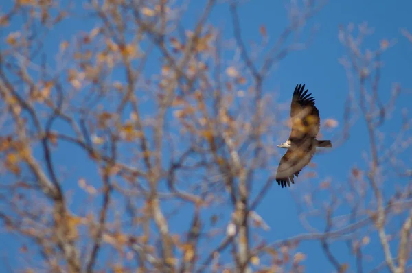 Griffon秃鹫Gyps fulvus在飞行中，树在前景中. — 图库照片