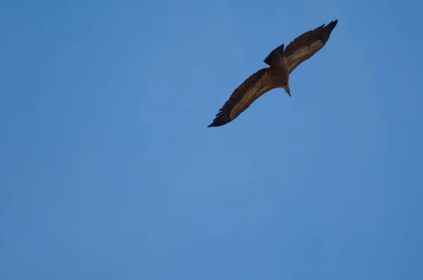 Griffon gier Gyps fulvus vliegen in Revilla. — Stockfoto