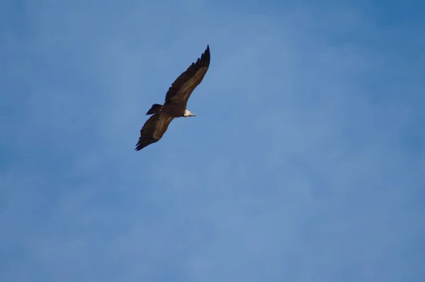 Griffon vulture Gyps fulvus літає в Ревіллі. — стокове фото