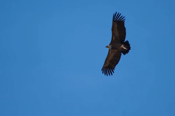 Griffon vulture Gyps fulvus flying in Revilla. — Stock Photo, Image