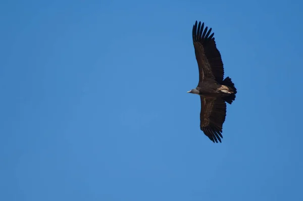 Griffon vulture Gyps fulvus літає в Ревіллі. — стокове фото