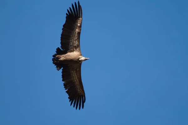 Buitre leonado Gyps fulvus volando en Revilla. —  Fotos de Stock