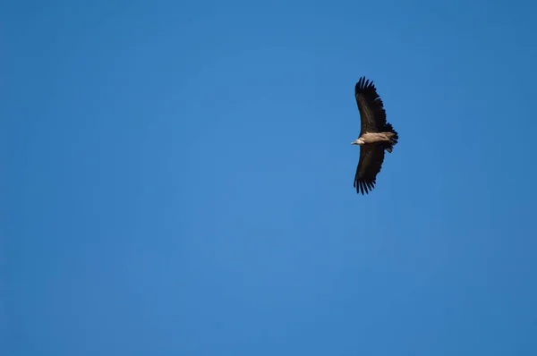 Griffon abutre Gyps fulvus voando em Revilla. — Fotografia de Stock