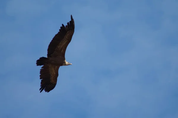 Gänsegeier Gyps fulvus fliegt in Revilla. — Stockfoto