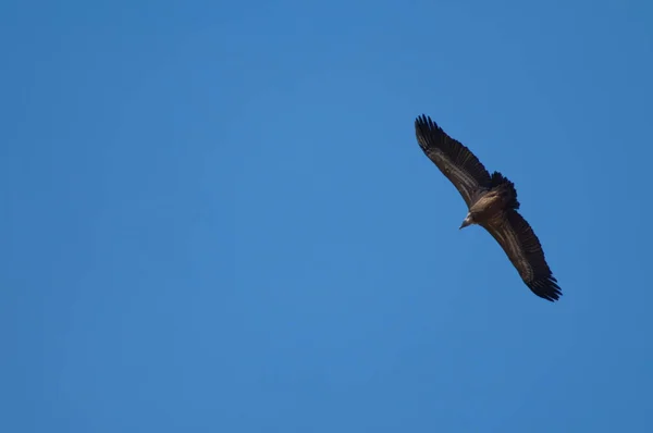 Griffon gier Gyps fulvus vliegen in Revilla. — Stockfoto