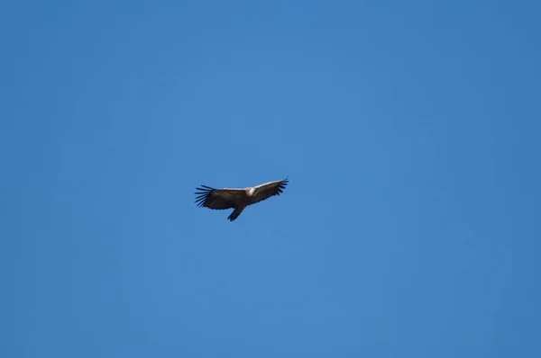 Griffon abutre Gyps fulvus voando em Revilla. — Fotografia de Stock