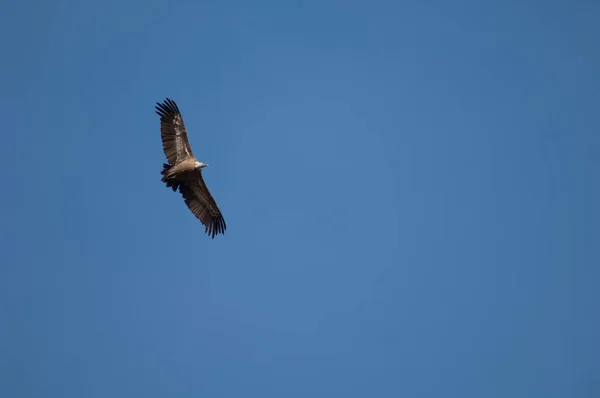 Griffon vautour Gyps fulvus voler à Revilla. — Photo