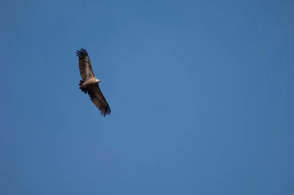 Griffon vulture Gyps fulvus flying in Revilla. — Stock Photo, Image