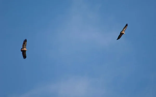 Par de abutres griffon Gyps fulvus em voo. — Fotografia de Stock
