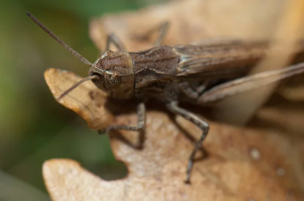 Männliche Heuschrecke Chorthippus sp auf einem Blatt. — Stockfoto