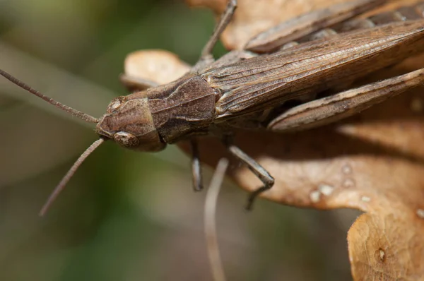 Männliche Heuschrecke Chorthippus sp auf einem Blatt. — Stockfoto