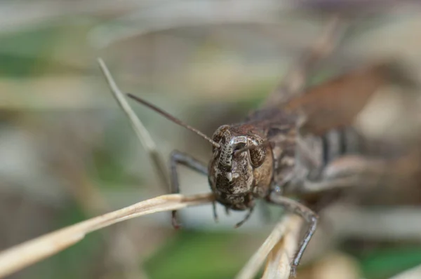 Weibliche Heuschrecke Chorthippus sp im Escuain-Tal. — Stockfoto