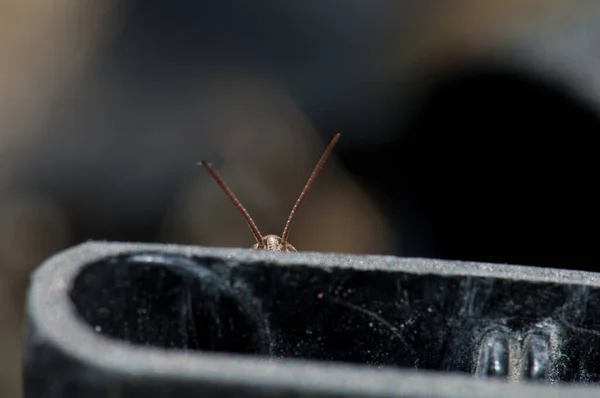 Antennák és a férfi szöcske feje Chorthippus sp. — Stock Fotó