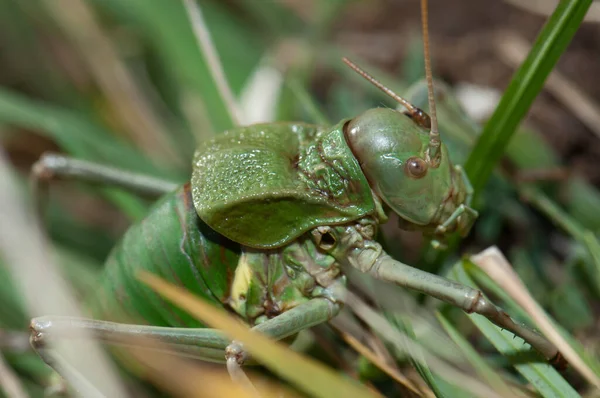 Grasshopper στο Εθνικό Πάρκο Ordesa και Monte Perdido — Φωτογραφία Αρχείου