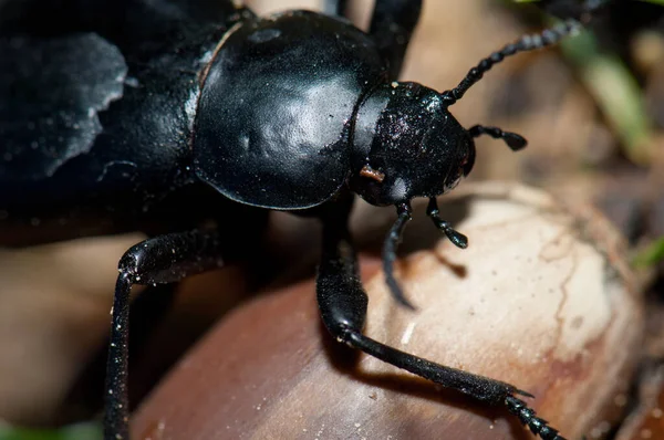 Böcek Panzano 'da yere düştü..