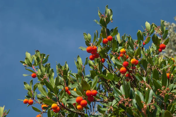 Strawberry tree with fruits in the Guara mountains.