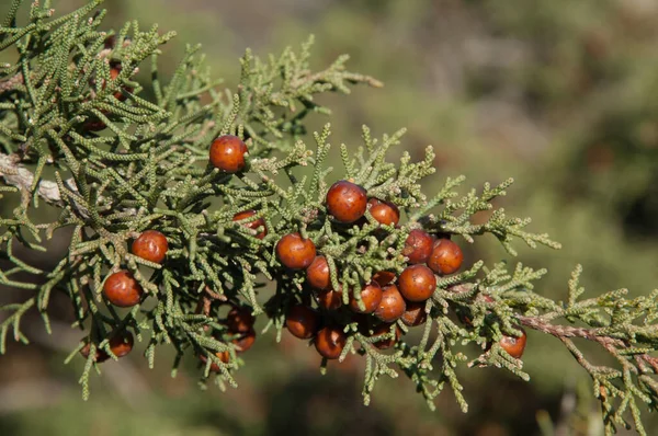 萤火虫Juniperus phoenicea的球果和叶子. — 图库照片