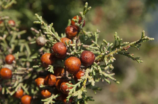 萤火虫Juniperus phoenicea的球果和叶子. — 图库照片