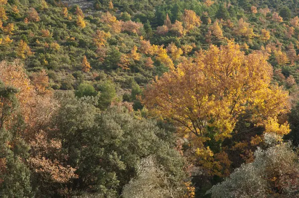 Guara Dağları ve Kanyonlarının Doğal Parkı 'ndaki Orman.
