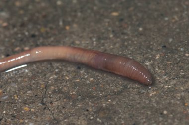 Huesca şehrinde yerde solucan var..