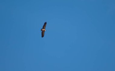 Griffon akbabası Guara dağlarında uçuyor..