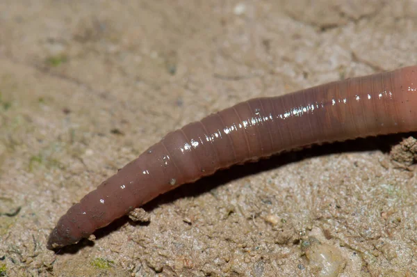 Regenwurm auf dem Boden in der Stadt Huesca. — Stockfoto