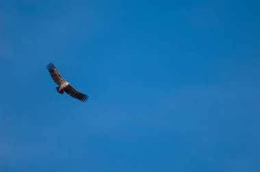 Griffon Akbaba Gyps Guara dağlarının üzerinden uçuyor..