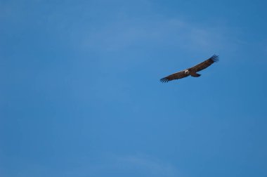 Griffon Akbaba Gyps Guara dağlarının üzerinden uçuyor..