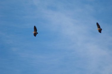 Griffon akbabaları Guara dağlarının üzerinden uçuyor..