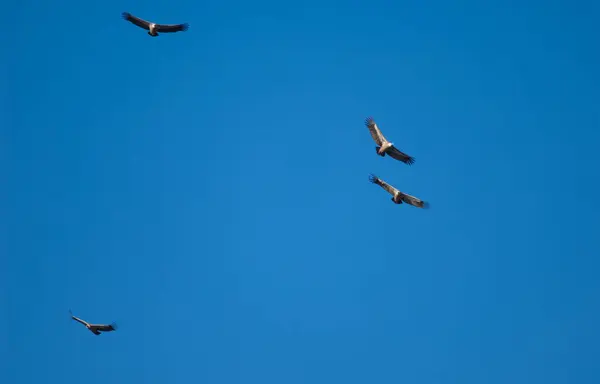 Griffon vultures Gyps fulvus in flight over the Guara mountains. — Stock Photo, Image