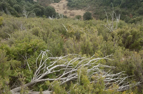 Bosque mediterráneo con árboles muertos en las montañas de Guara. —  Fotos de Stock