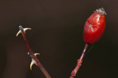 Guara dağlarında gül ağacı meyvesi Rosa canina.